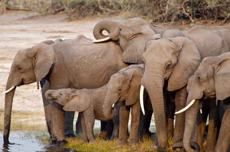 38 - Botswana - elefantes - parque nacional de Chobe